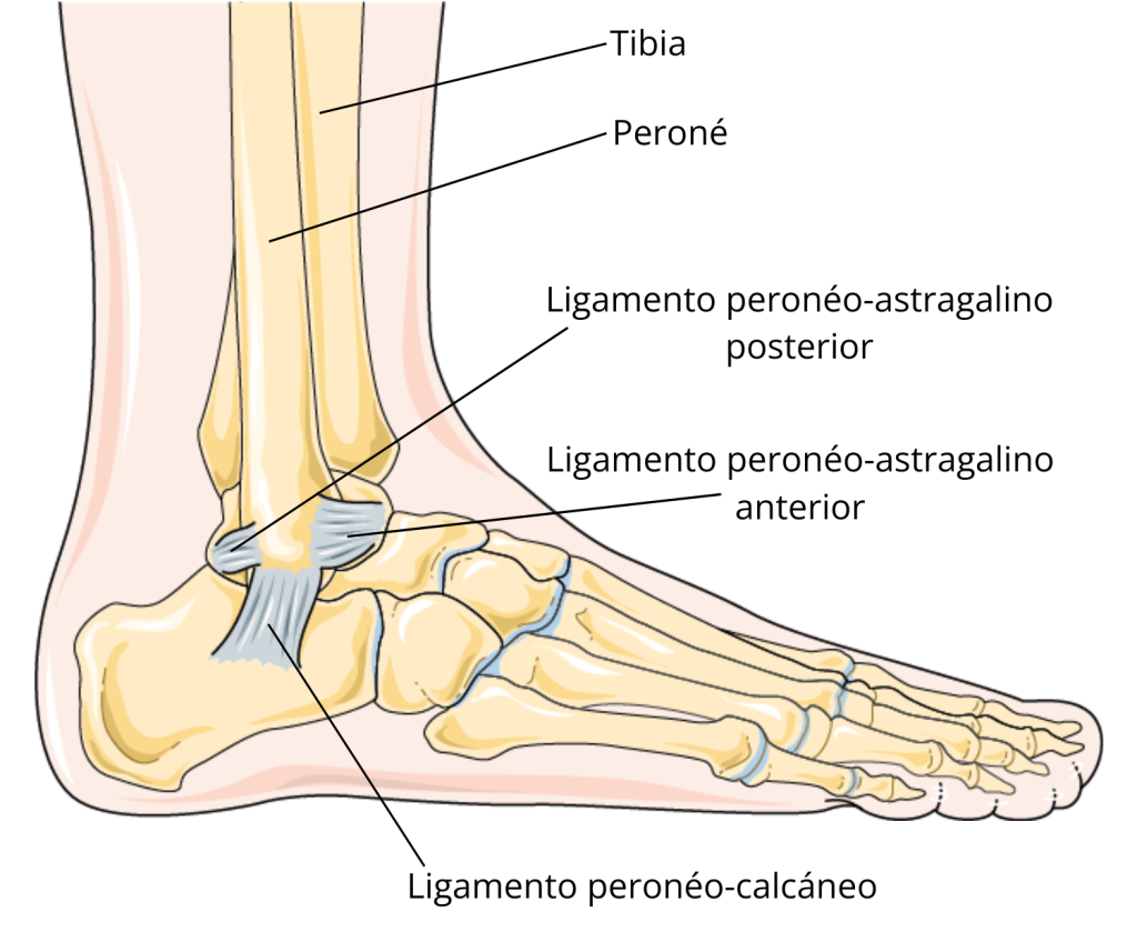 Diagrama anatómico del tobillo que muestra el peroné, el astrágalo y el ligamento peroneoastragalino anterior (LPAA), clave en el tratamiento de osteopatía en Clínica San Delfín